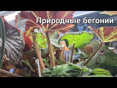 Видео: Обзор природных бегоний
