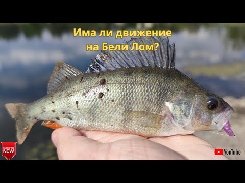 Видео: Раздвижиха ли се костурите на Бели Лом