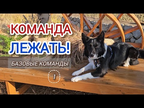 Видео: Собака не хочет ложиться? Разбор команды «Лежать» от профи