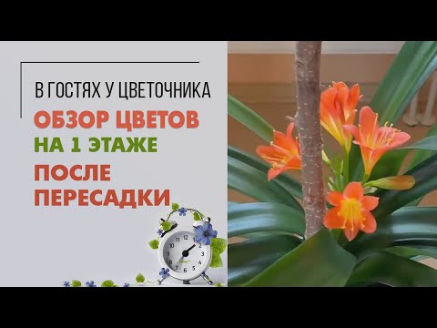 Видео: Обзор комнатных растений. Спустя пять месяцев. Заглядывайте ко мне в гости. Озеленение дома.