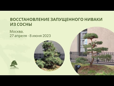 Видео: Восстановление запущенного #ниваки из сосны