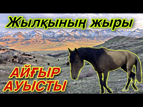 Видео: Жылқының ЖЫРЫ. Кер айғыр үйірді тартып алды.