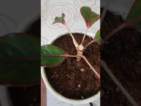 Видео: Эксперимент с черенками аглаонемы крит и анимани вайт