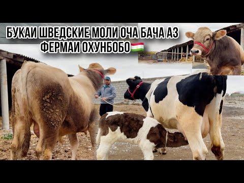 Видео: Букаи Шведцкие Моли оча бача оригинал аз фермаи Охунбобо🇹🇯 7 ноября 2024 г.