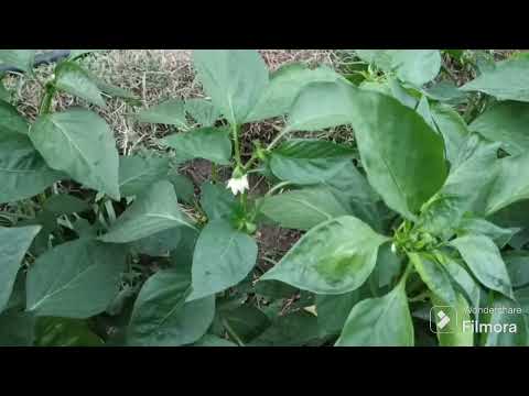 Видео: Прогулка по огороду. 