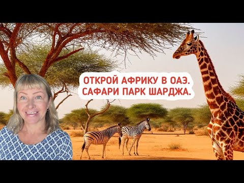 Видео: Открой АФРИКУ в ОАЭ! Удивительный сафари парк в Шардже. Экскурсии с Еленой.
