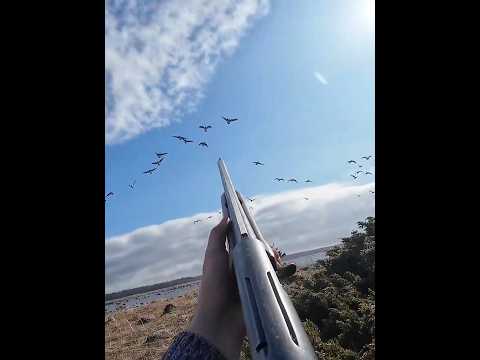 Видео: хорошо и гусь один гусь хороший#snowgoose #duck#охота #birds#hunting