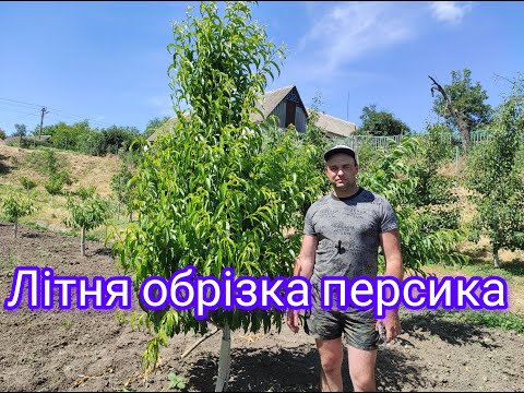 Видео: Літня обрізка персика на  веретині