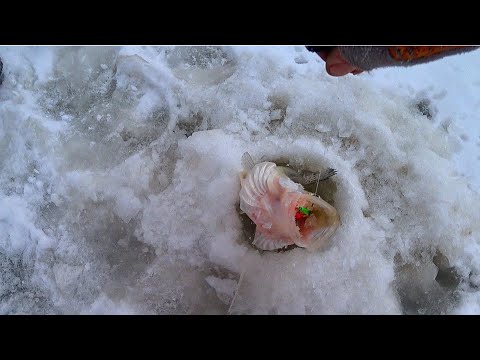 Видео: ПЕРВЫЙ ЛЁД! КУЧА НАРОДУ ЛОВИТ РЫБУ! ЖИВЁМ в ПАЛАТКАХ! Зимняя рыбалка 2024-2025!