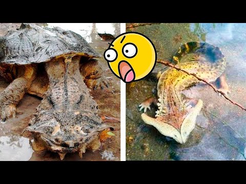 Видео: Это Самые Опасные Рептилии в Мире