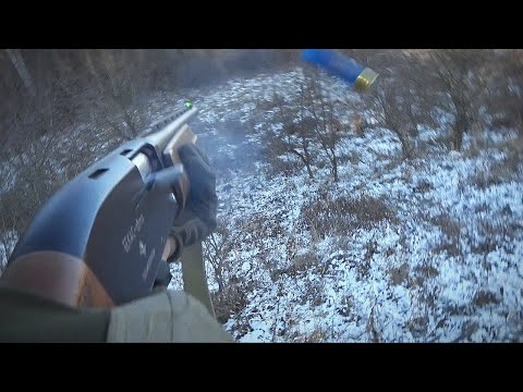 Видео: Коллективная охота на копытных / загонная / Кабан / Лось / Косуля / Hunting