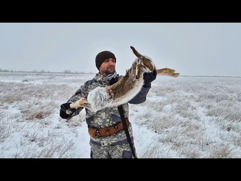 Видео: Охота на зайца! Вытропили матёрого