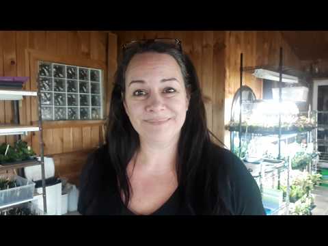 Видео: Как правильно размножать африканскую фиалку листьями в почве