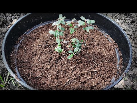 Видео: Брусника садовая. Посадка саженца брусники Коралл.