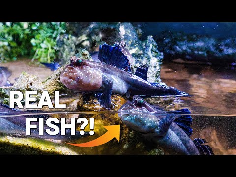 Видео: Посмотрите, прежде чем покупать «Илистых прыгунов» [Ответы на вопросы зрителей]