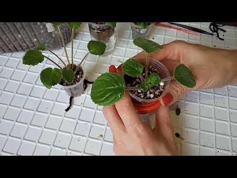 Видео: Трейлерные сорта фиалок. Учимся выращивать красивые кустики.