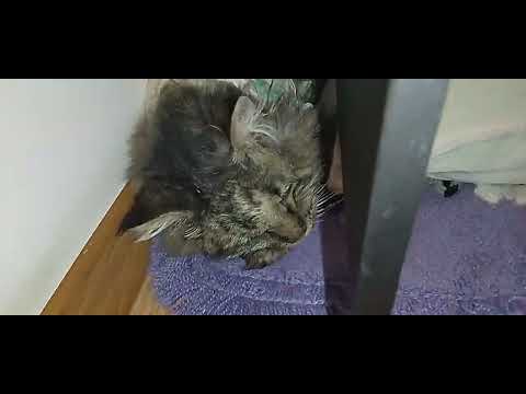 Видео: У НАС ПОТЕПЛЕЛО!🌄🌤️ОДНАЖДЫ ВСТРЕТИЛИСЬ ДВЕ КОШКИ...🩷😺ТИШЕНЬКА ДОБРЫЙ,СТЕШЕНЬКА ПОКУШАЛА!🐱💋🥰