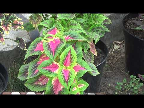 Видео: Мои колеусы 3