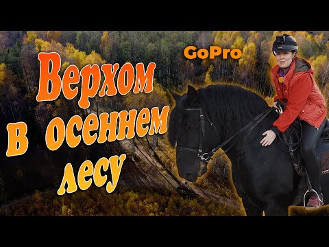 Видео: Верхом в осеннем лесу. Конная прогулка от первого лица. GoPro.