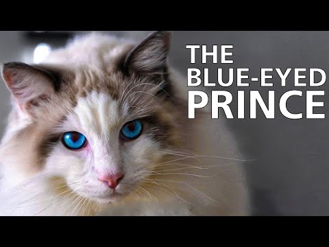 Видео: Кошка породы рэгдолл 101 — узнайте о ней ВСЕ!