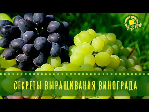 Видео: Бешеный рост: как гиббереллин в разы улучшит рост винограда?