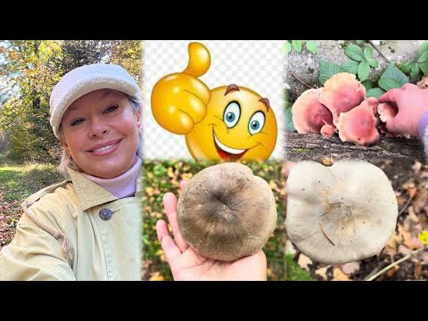 Видео: 11 ноября 2025 г.С Пашей за грибочками 🍄‍🟫🍄А Грибов море , только жаль что я их все не знаю 🤷‍♀️ 