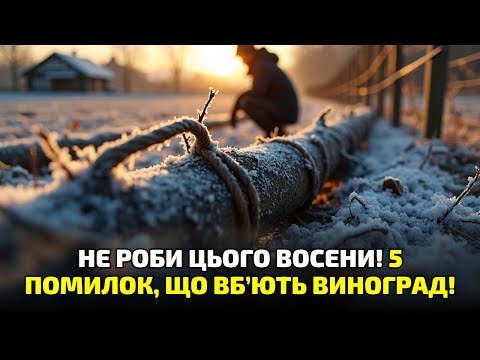 Видео: Ці поради рятують виноград! Як уникнути вимерзання і зберегти лозу живою!