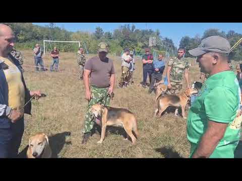 Видео: ринг выжлецов старшей возрастной группы на выставке в таловой  7.9. 2024