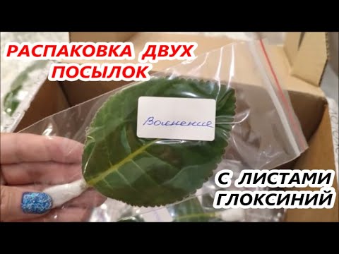 Видео: РАСПАКОВКА СРАЗУ 🌺 ДВУХ ПОСЫЛОК с НОВИНКАМИ 🌺 ГЛОКСИНИЙ