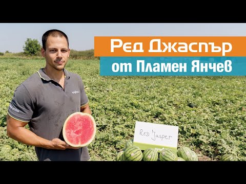Видео: Ред Джаспър: безсеменната диня при Пламен Янчев