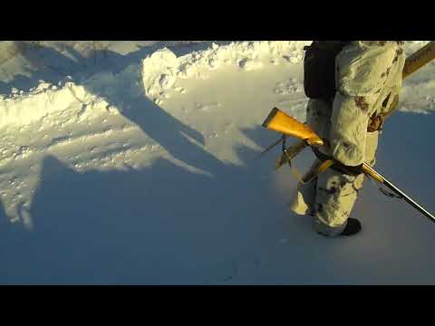 Видео: Охота на зайца 25 02 24    Удачное закрытие сезона.  Сегодня и на это трудно было рассчитывать!