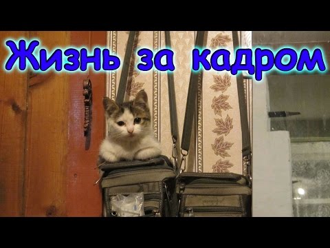 Видео: Семья Бровченко. Жизнь за кадром. Обычные будни. (часть 111)