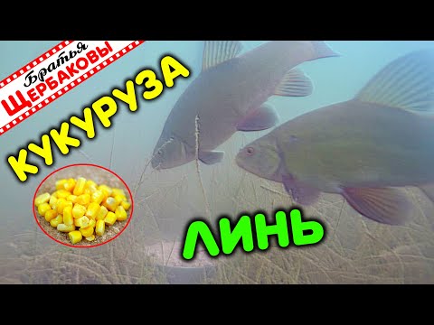 Видео: ЛИНЯ НА КУКУРУЗУ. Вот что ЛИНЯМ действительно НРАВИТСЯ!!!! Подводная съемка