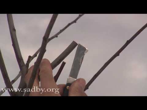 Видео: Прививка черенком за кору: простой способ в период активного сокодвижения. Прививка деревьев - 08