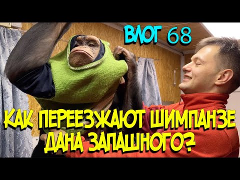 Видео: Как переезжает Цирк и шимпанзе Дана Запашного?