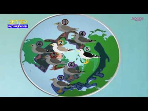 Видео: 9-класс | Биология | Түрдүн пайда болушу