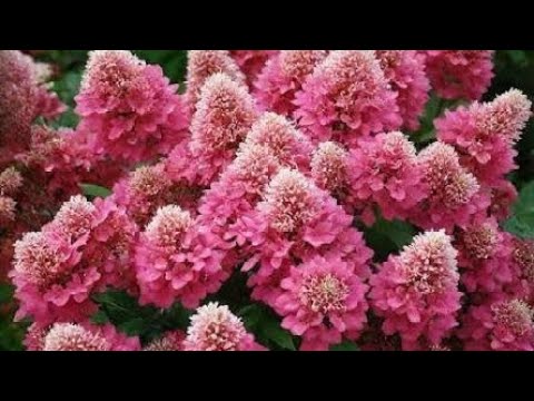 Видео: НОВОЕ НАПРАВЛЕНИЕ