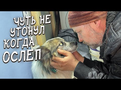 Видео: Спасение животных/ Слепого пса выкинули на берегу озера