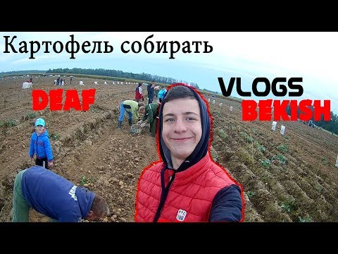 Видео: МЫ СОБИРАТЬ КАРТОФЕЛЬ / ВЛАД БЕКИШ