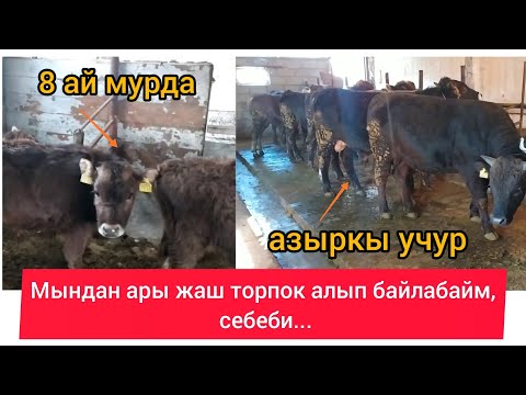 Видео: Жаш торпок алып байлайм дегендер созсуз корушсун. Мээнетинер бекер кетпесин.