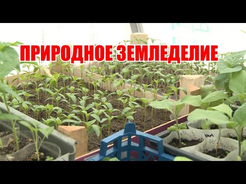 Видео: Природное земледелие