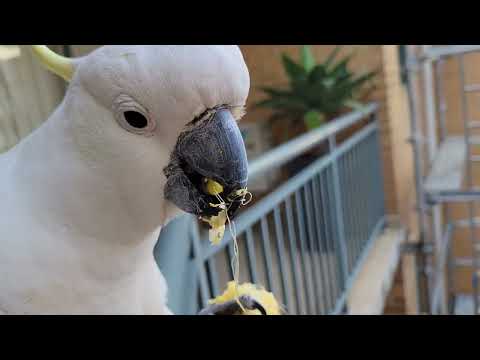 Видео: 🦜 КУПИЛА ВКУСНЯШКИ ДЛЯ ДИКИХ ПОПУГАЕВ!