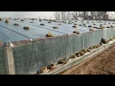 Видео: 🍋Теплица Лимон в Джайхун. 2020.17.02 Год