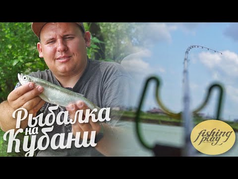 Видео: Рыбалка на реке Кубань. Клюет Сом, Чехонь, Плотва, Карась. Фидер на реке.