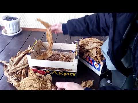 Видео: И снова о табаке