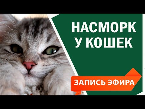 Видео: Насморк у кошек