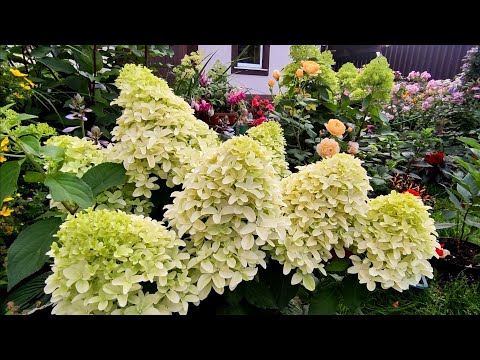 Видео: Обзор метельчатых гортензий в конце июля 🌿Скайфолл Геркулес Граффити, Вимс Ред ,Би Грин,Би Свит и др