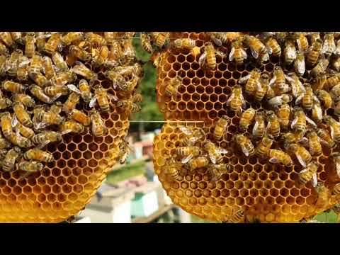 Видео: Как размножаются королевы, мы объясняем