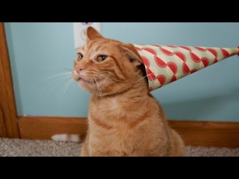 Видео: Долгострим! (или нет)  The House of Da Vinci