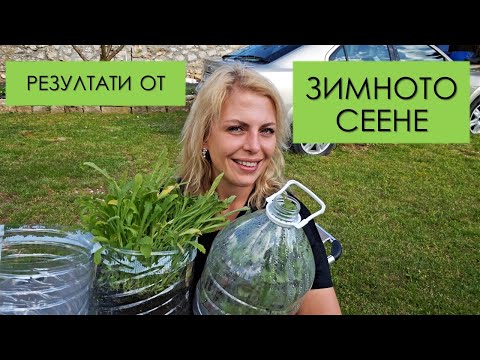 Видео: РАЗСАДИ бързо и лесно: Резултатите от зимното сеене